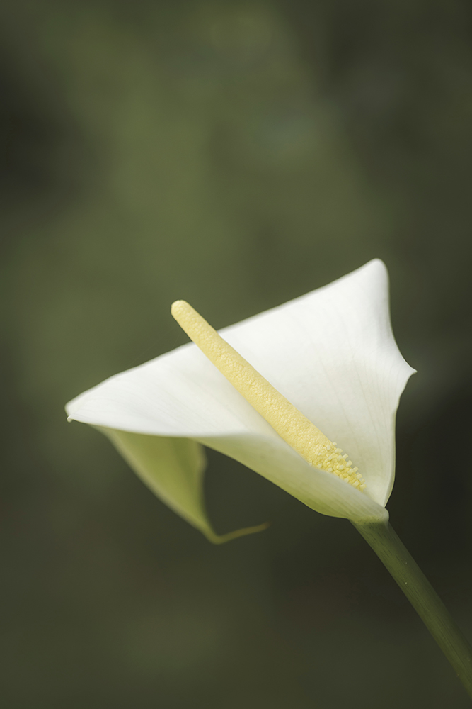 CHRYSTELLE RASO - Florale 03