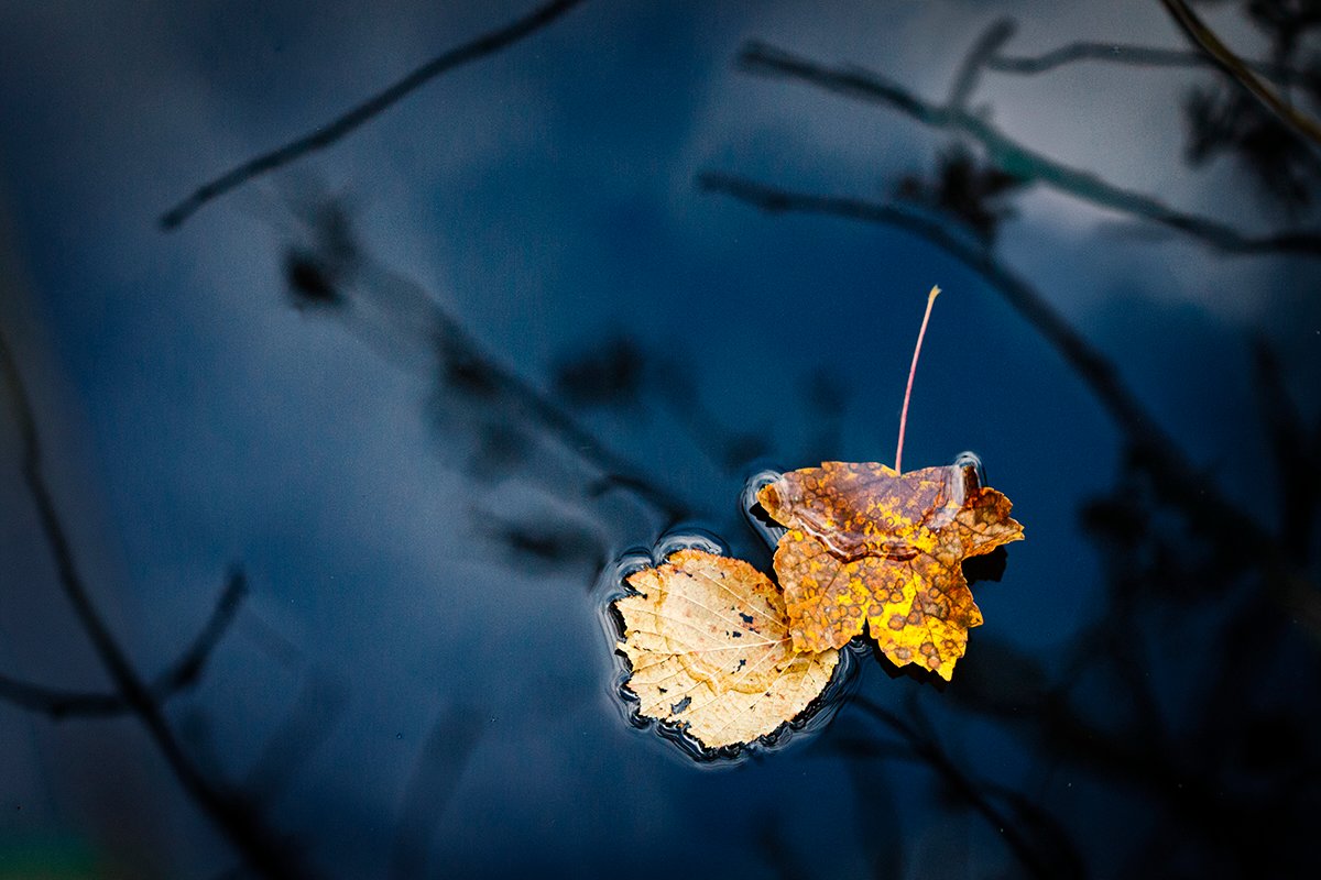 Chrystelle Raso - Feuilles en trio - fragment 03 : Confidence
