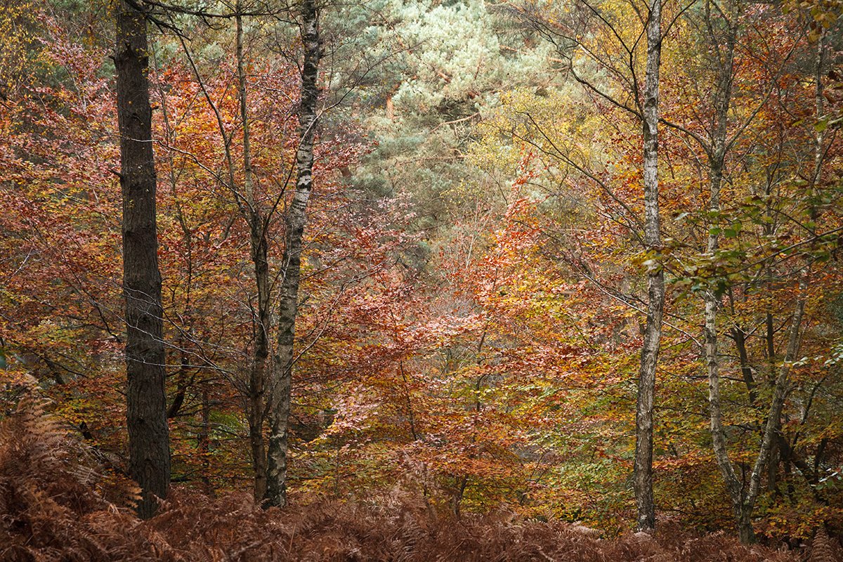 Chrystelle Raso - Forêt de Fontainebleau - fragment 04 : L'or de la forêt